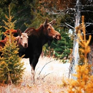 Meet your Posher, Jodie